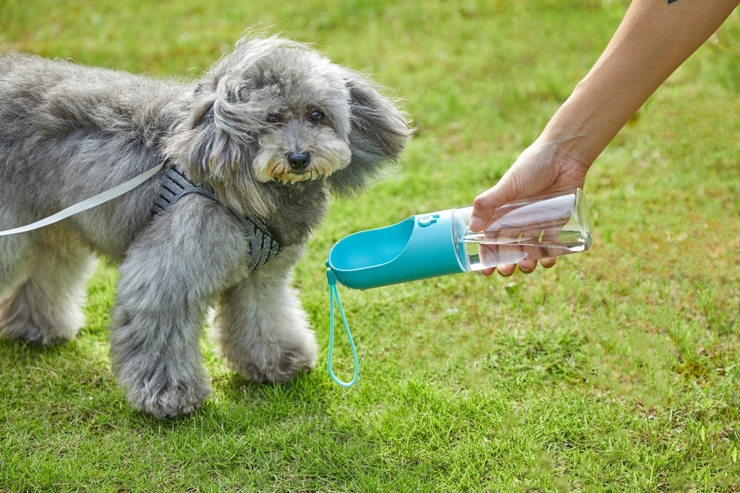Blue Portable Anti-Bacterial Pet Water Bottle (400ml)