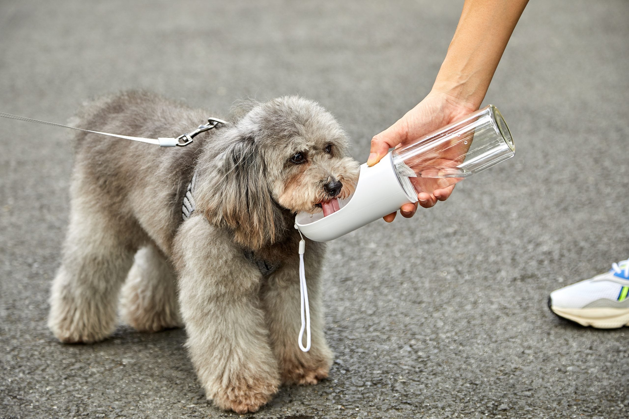 Grey Portable Anti-Bacterial Pet Water Bottle (400ml)